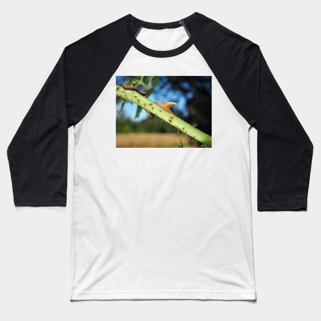 Wild rose stem with thorns Baseball T-Shirt by SDym Photography